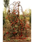 Рябина обыкновенная Плакучая | Горобина звичайна плакуча | Sorbus aucuparia Pendula